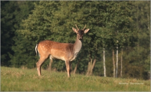 <p>DANĚK SKVRNITÝ (Dama dama) Šluknovsko - Harta /Fallow deer - Damhirsch/</p>